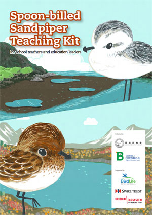Spoon-billed sandpiper teaching kit