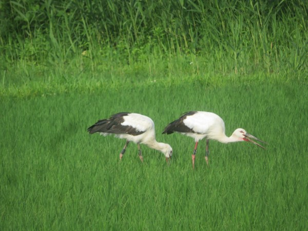 水田で餌をとる2羽のコウノトリ