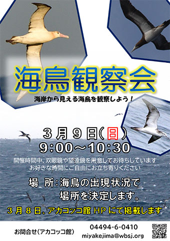 「海鳥観察会」のチラシ