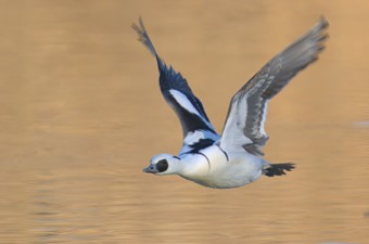 1月：ミコアイサ