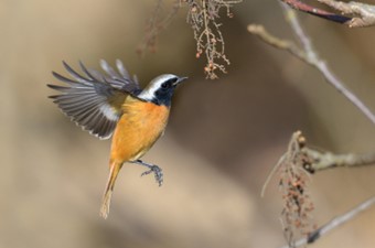 2月：ジョウビタキ