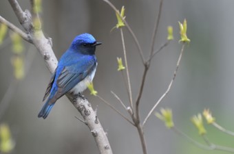 5月：オオルリ