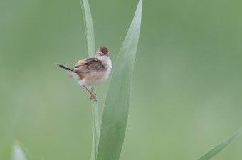 6月：セッカ