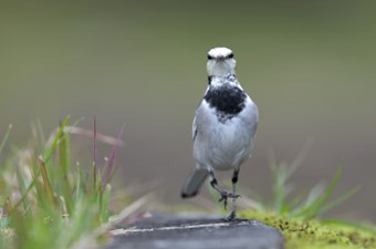 9月：ハクセキレイ