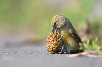 10月：イスカ