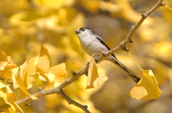 11月：エナガ