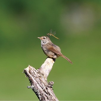 8月：ウグイス