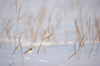 2月：ユキホオジロ