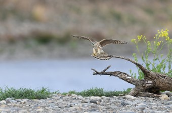 3月：コチョウゲンボウ