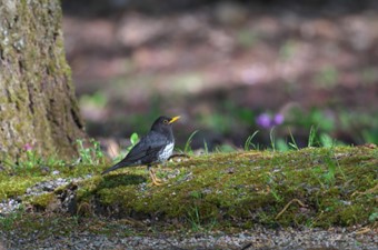 4月：クロツグミ