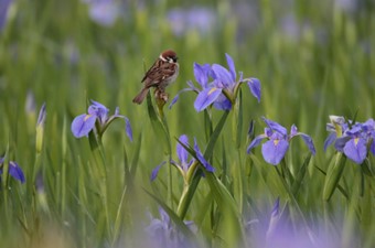 5月：スズメ