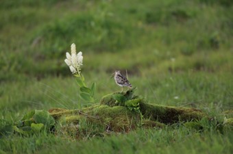 6月：オオジシギ