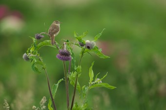 7月：コヨシキリ