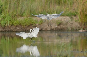 8月：チュウサギ、コサギ