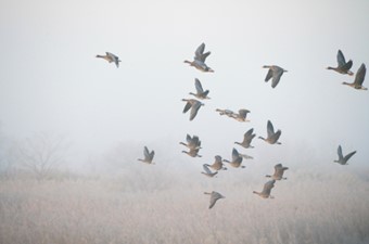 11月：マガン、シジュウカラガン