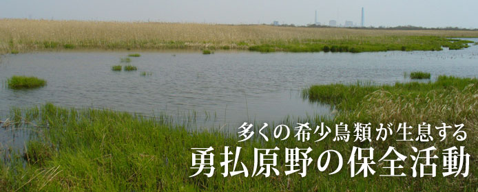 日本野鳥の会 ウトナイ湖 勇払原野保全プロジェクト