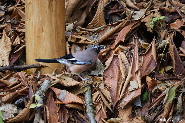 カケス（写真提供：石田光史）