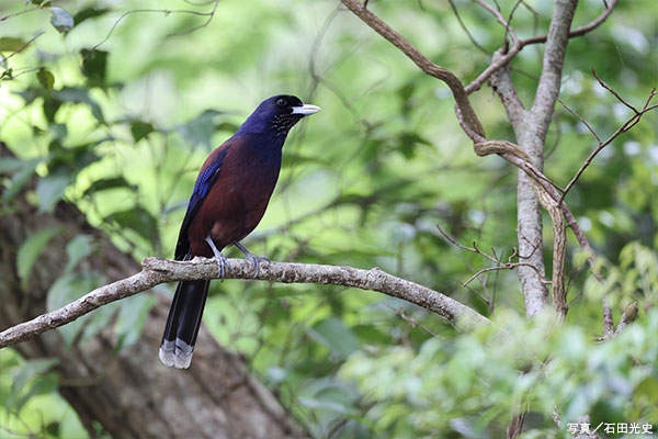 ルリカケス（写真提供：石田光史）