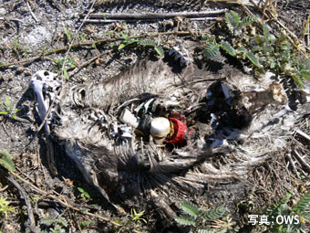 ハワイのミッドウェー環礁で撮影された、コアホウドリのヒナの死骸