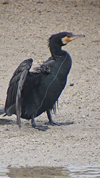 事例21. 糸が引っ掛かったカワウ