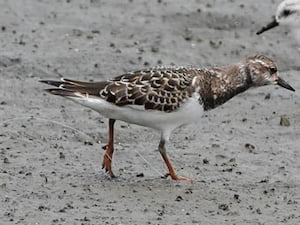 事例3. 釣り糸が足に絡まったキョウジョシギ