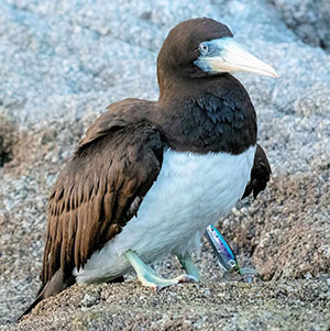 事例43. 釣りのルアーが水かきと翼に引っ掛かったカツオドリ