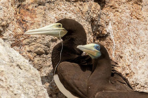 事例47. クチバシから釣り糸をたらしたカツオドリ