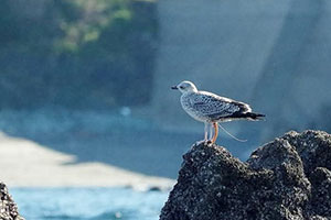 事例40. 釣り糸と何かの物体を体に引っ掛けたセグロカモメ