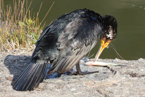 事例8. 針のついた釣り糸がくちばしに絡んだカワウ