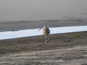 事例32. 足に釣り糸が絡まったホウロクシギ