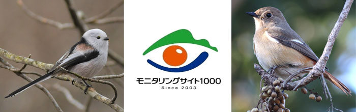 モニタリングサイト1000　陸生鳥類調査イメージ