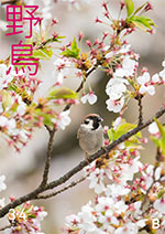 2025年年3・4月号野鳥誌