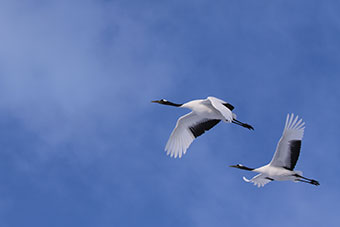 タンチョウの写真（青空）