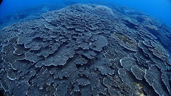 富賀浜のテーブル状サンゴ群集