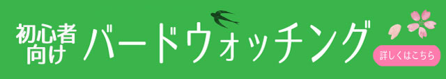 初心者向けバードウォッチングのご案内