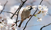 盗蜜中のスズメ