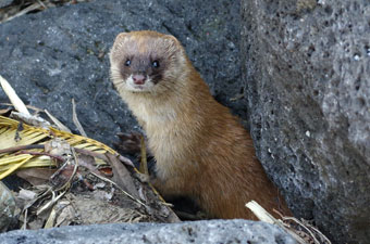 移入種のイタチ