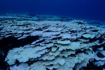 白化したと富賀浜のサンゴ