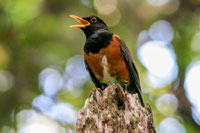 アカコッコの写真