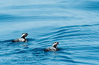 カンムリウミスズメの写真(写真:鈴木義晴)