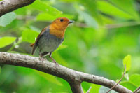 タネコマドリの写真