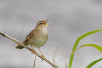 ウチヤマセンニュウの写真