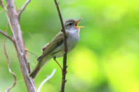 イイジマムシクイの写真