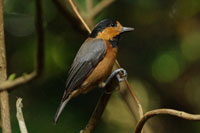 オーストンヤマガラの写真