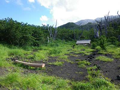 2011年7月 埋没した神社の周辺に緑が戻りはじめる