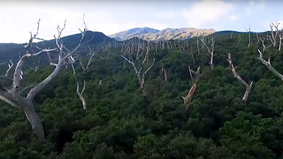 胴吹きによる森の再生(写真:沖山勝彦)