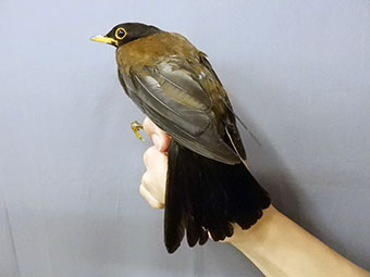 アカコッコの背中に重さ1.4gのGPSロガーを装着