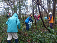 林床のつる植物を除去する作業
