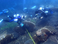 サンゴの生息調査