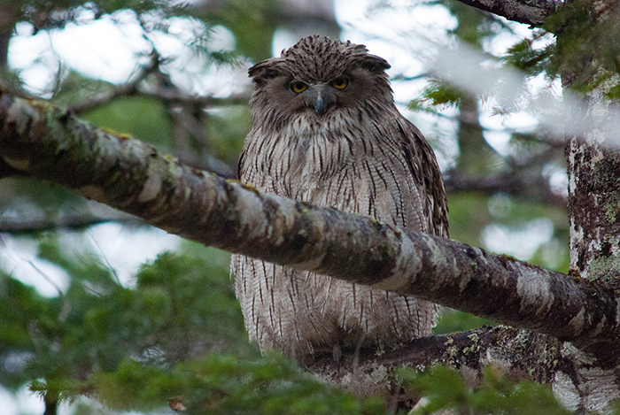 シマフクロウ